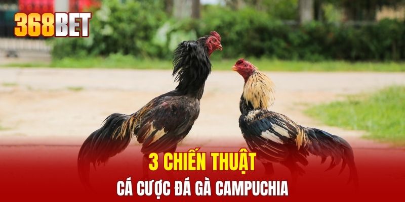 3 chiến thuật cá cược đá kê Campuchia