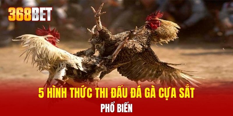 5 hình thức thi đấu đá gà cựa sắt phổ biến