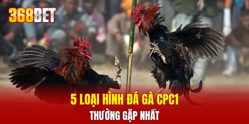 5 loại hình đá gà CPC1 thường gặp nhất