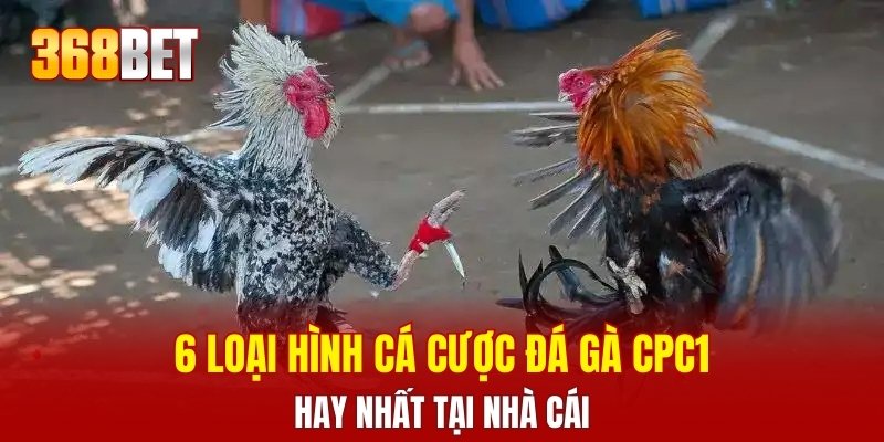 6 loại hình cá cược đá gà CPC1 hay nhất tại nhà cái