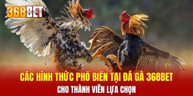 Các hình thức phổ biến tại đá gà 368BET cho thành viên lựa chọn