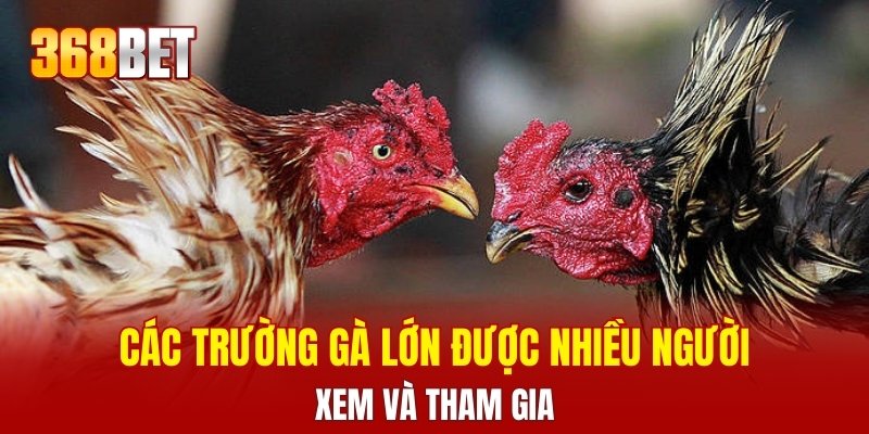 Các trường gà lớn được nhiều người xem và tham gia