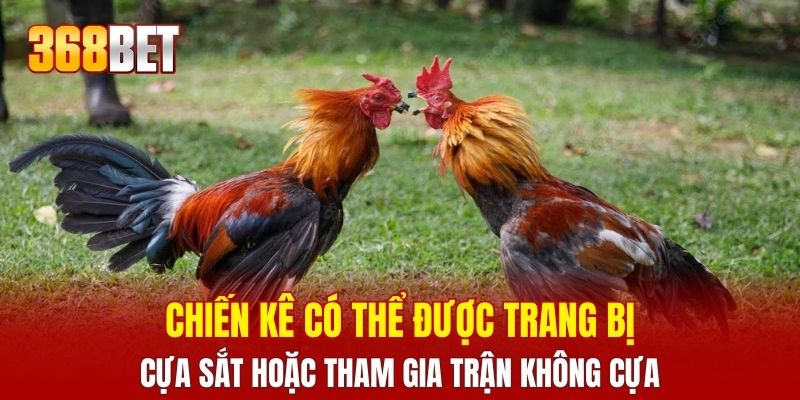 Chiến kê có thể được trang bị cựa sắt hoặc tham gia trận không cựa