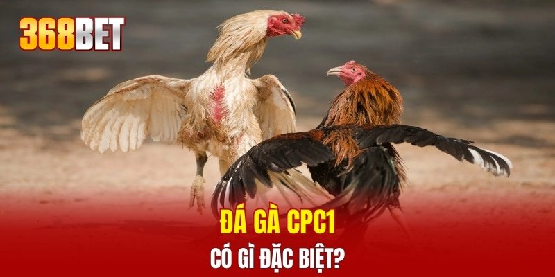 Đá gà CPC1 có gì đặc biệt?