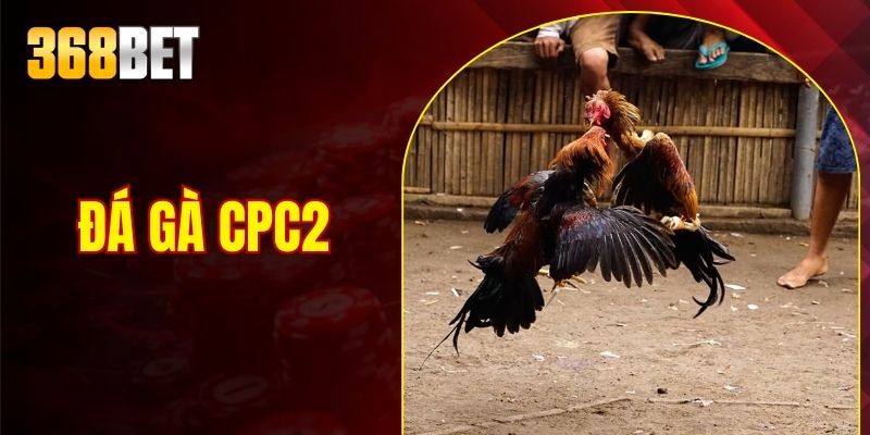 đá gà cpc2