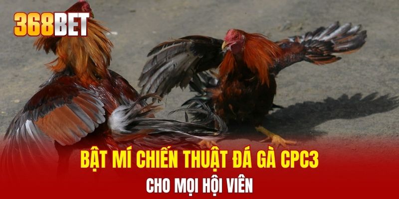 Bật mí chiến thuật đá gà CPC3 cho mọi hội viên