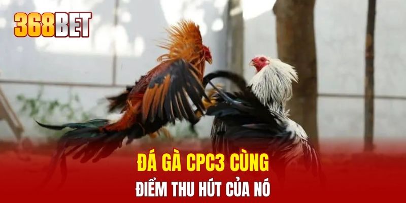 Đá gà CPC3 cùng điểm thu hút của nó
