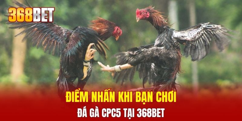 Điểm nhấn khi bạn chơi đá gà CPC5 tại 368BET