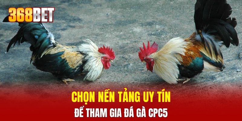Chọn nền tảng uy tín để tham gia đá gà CPC5