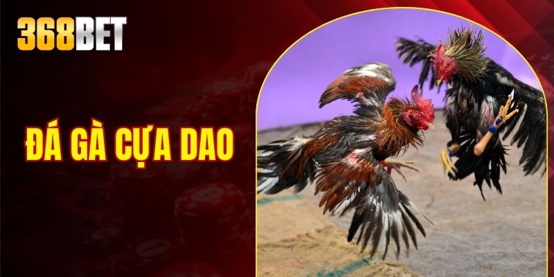 đá gà cựa dao