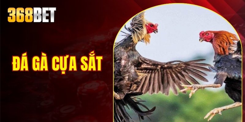 đá gà cựa sắt