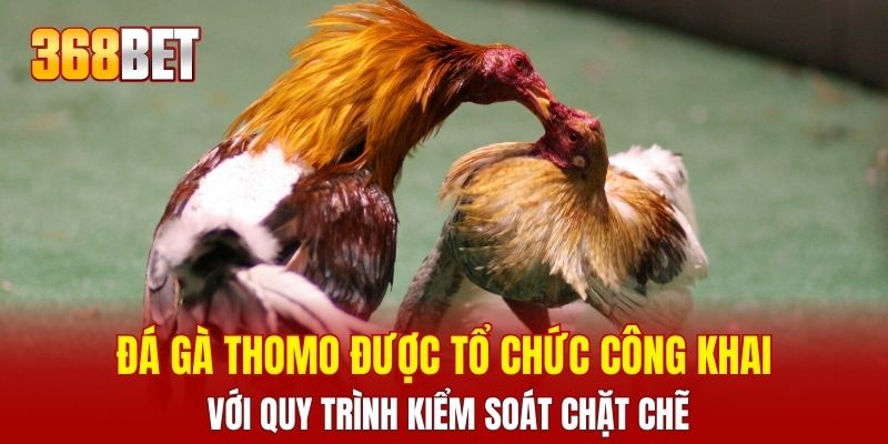 Đá gà Thomo được tổ chức công khai với quy trình kiểm soát chặt chẽ