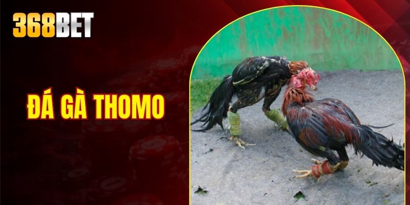 đá gà thomo thumb