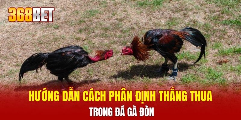 Hướng dẫn cách phân định thắng thua trong đá gà đòn