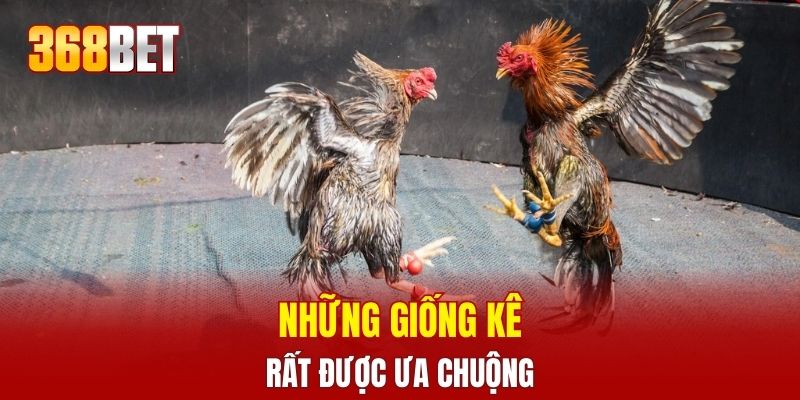 Những giống kê rất được ưa chuộng
