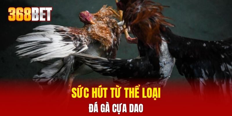Sức hút từ thể loại đá gà cựa dao