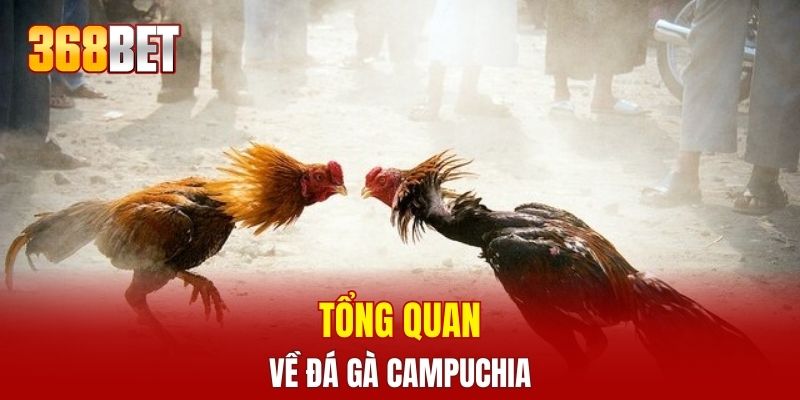 Tổng quan về đá gà Campuchia