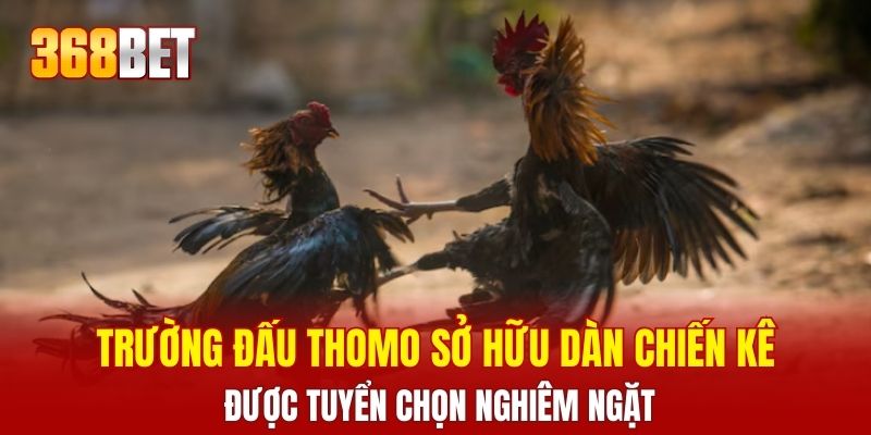 Trường đấu Thomo sở hữu dàn chiến kê được tuyển chọn nghiêm ngặt